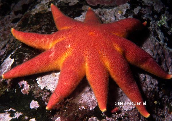 Photo of Solaster endeca by <a href="http://www.seastarsofthepacificnorthwest.info/">Neil McDaniel</a>